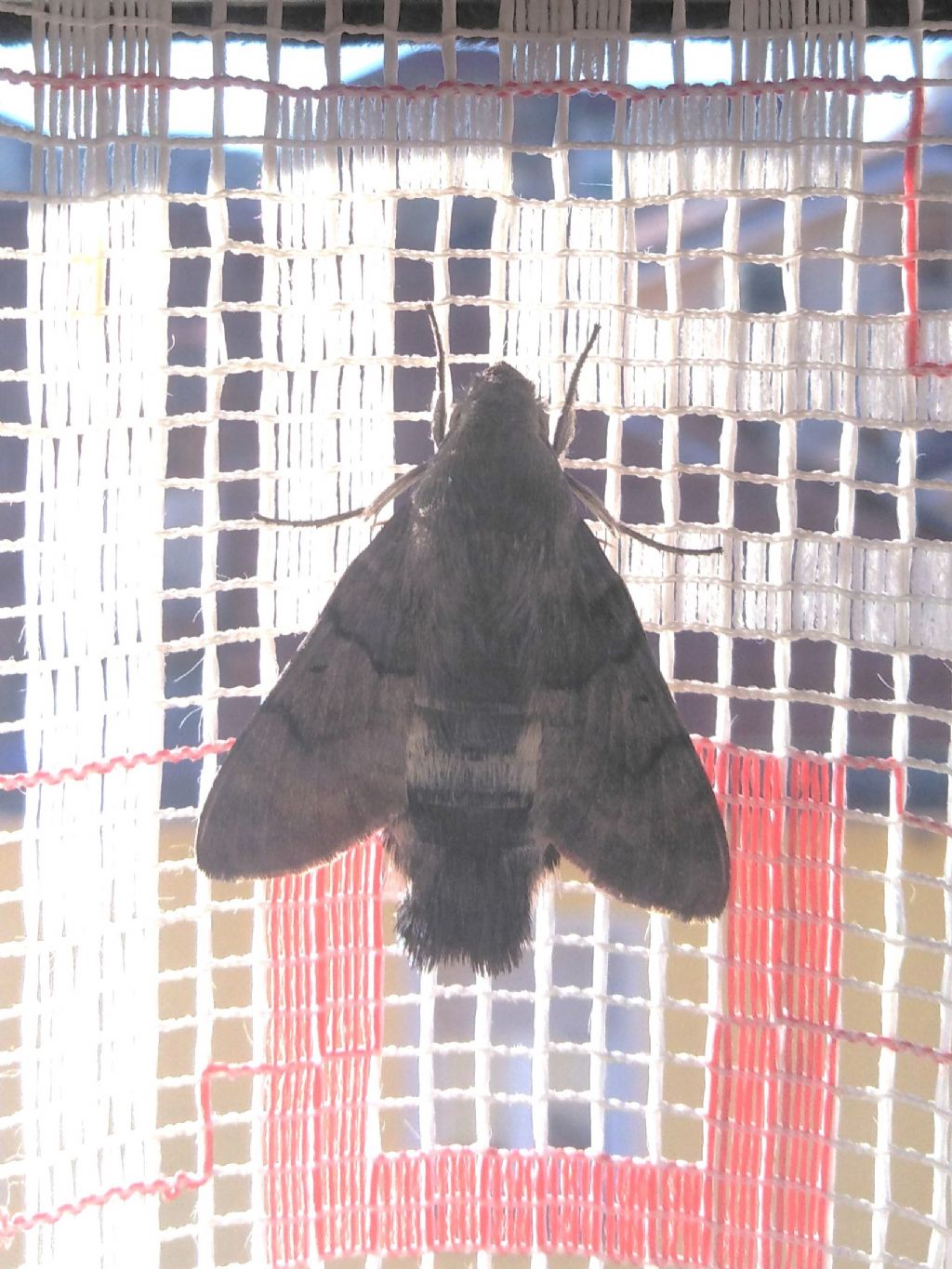 Macroglossum stellatarum